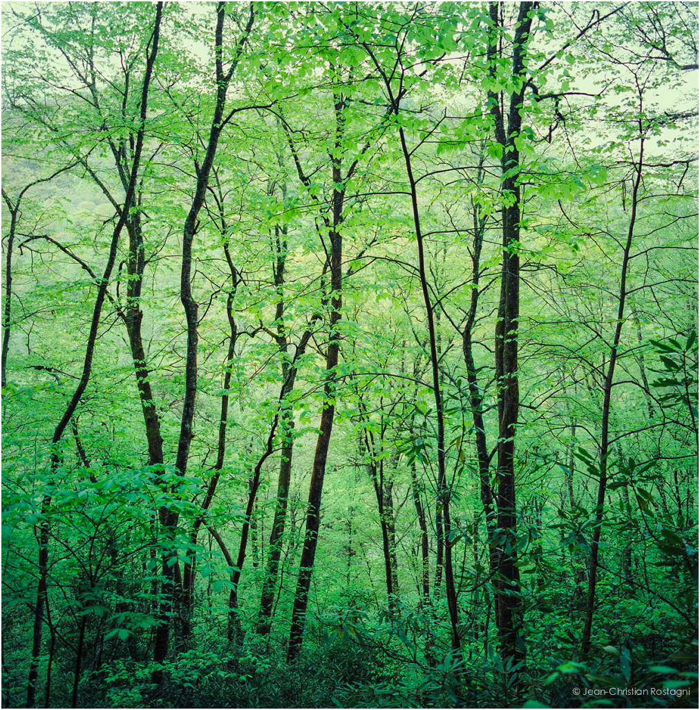 Green forest
